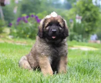 Lilly, a female Leonberger for sale in Millersburg, OH – Photo 1 of 6