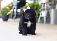 Sasha, a female Newfoundland and Leonberger for sale in Millersburg, OH – Photo 5 of 5