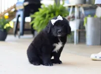 Sasha, a female Newfoundland and Leonberger for sale in Millersburg, OH – Photo 2 of 5