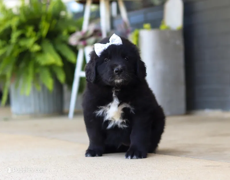 Sasha, a female Newfoundland and Leonberger for sale in Millersburg, OH – Photo 1 of 5