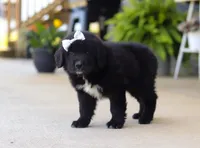 Sasha, a female Newfoundland and Leonberger for sale in Millersburg, OH – Photo 4 of 5