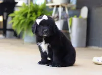 Sasha, a female Newfoundland and Leonberger for sale in Millersburg, OH – Photo 3 of 5