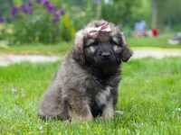 Rosie, a female Leonberger for sale in Millersburg, OH – Photo 5 of 9