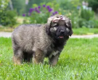 Rosie, a female Leonberger for sale in Millersburg, OH – Photo 8 of 9