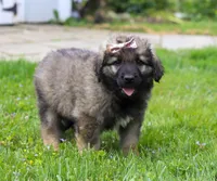 Rosie, a female Leonberger for sale in Millersburg, OH – Photo 9 of 9