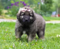 Rosie, a female Leonberger for sale in Millersburg, OH – Photo 1 of 9