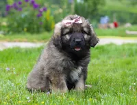 Rosie, a female Leonberger for sale in Millersburg, OH – Photo 2 of 9
