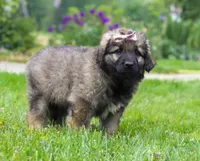 Rosie, a female Leonberger for sale in Millersburg, OH – Photo 7 of 9