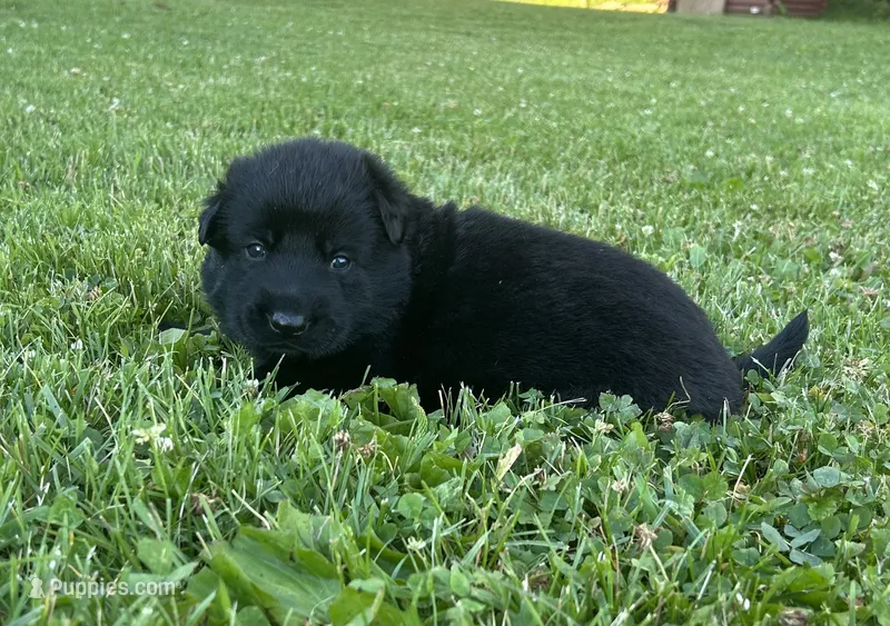 Flower – German Shepherd Dog puppy for sale in Blue River, WI