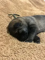 Forest , a male German Shepherd Dog for sale in Blue River, WI – 5 of 8