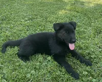 Flower, a female German Shepherd Dog for sale in Blue River, WI – 3 of 10
