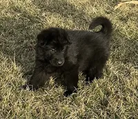 Flower, a female German Shepherd Dog for sale in Blue River, WI – 3 of 6