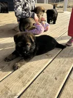 Enzo, a male German Shepherd Dog for sale in Blue River, WI – Photo 4 of 7