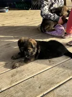 Enzo, a male German Shepherd Dog for sale in Blue River, WI – Photo 3 of 7