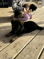 Enzo, a male German Shepherd Dog for sale in Blue River, WI – Photo 2 of 7