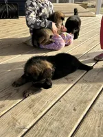 Enzo, a male German Shepherd Dog for sale in Blue River, WI – Photo 5 of 7