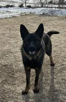 Enzo, a male German Shepherd Dog for sale in Blue River, WI – Photo 7 of 7