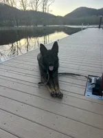 Flower, a female German Shepherd Dog for sale in Blue River, WI – 5 of 6