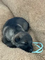 Forest , a male German Shepherd Dog for sale in Blue River, WI – 3 of 8