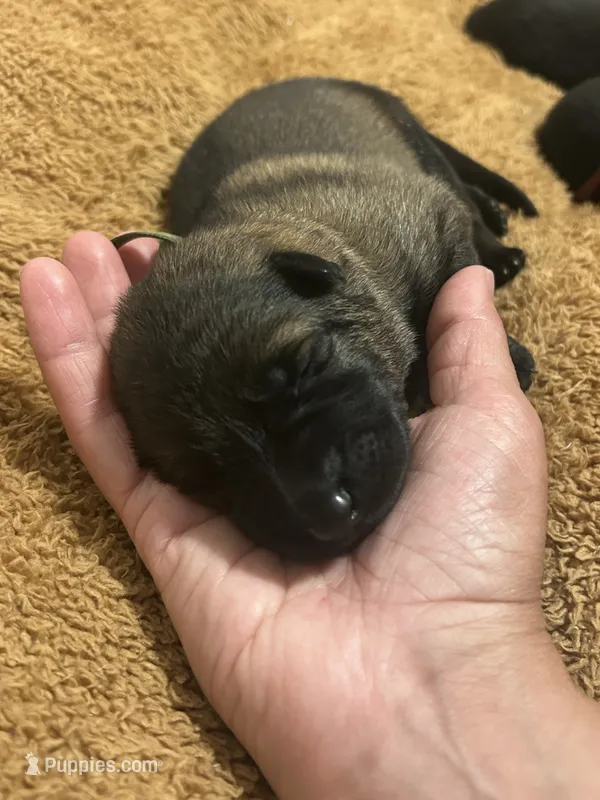 Forest  – German Shepherd Dog puppy for sale in Blue River, WI