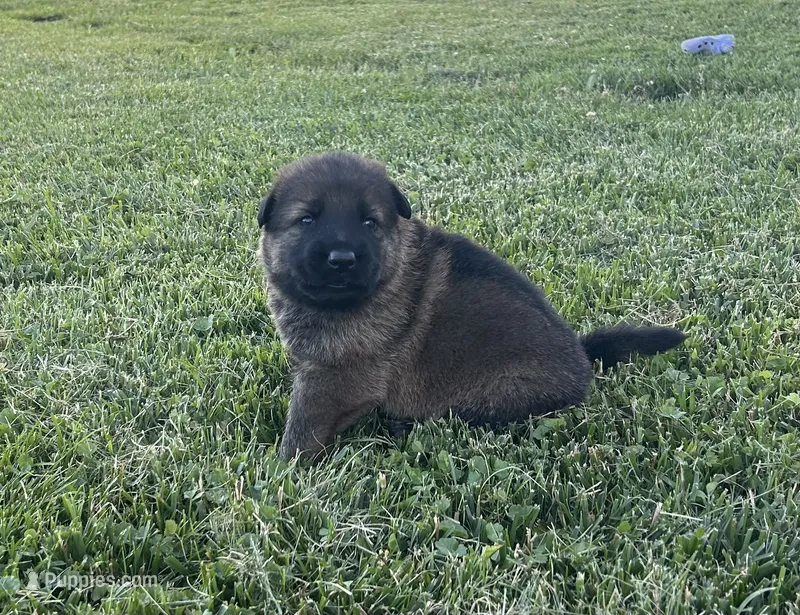 Forest  – German Shepherd Dog puppy for sale in Blue River, WI