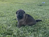 Forest , a male German Shepherd Dog for sale in Blue River, WI – 1 of 8