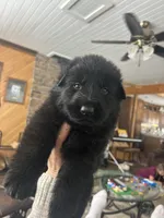 Fritz, a male German Shepherd Dog for sale in Blue River, WI – 4 of 7