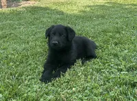 Florence, a female German Shepherd Dog for sale in Blue River, WI – 4 of 8