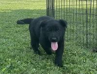 Flower, a female German Shepherd Dog for sale in Blue River, WI – 4 of 10