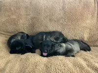 Flower, a female German Shepherd Dog for sale in Blue River, WI – 7 of 10