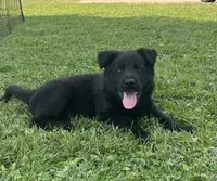 Flower, a female German Shepherd Dog for sale in Blue River, WI – 2 of 10