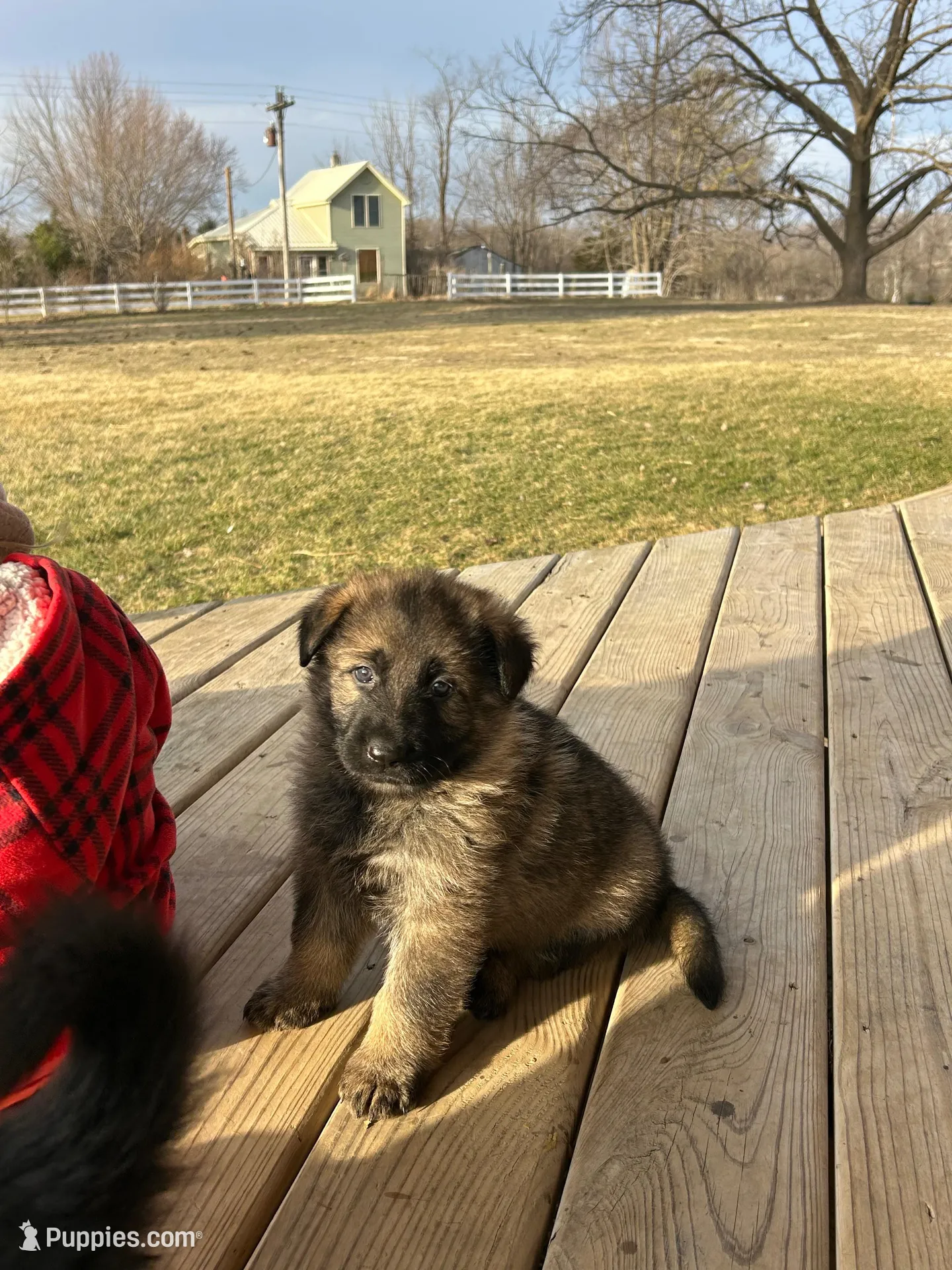 Echo  – German Shepherd Dog puppy for sale in Blue River, WI