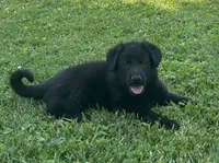 Florence, a female German Shepherd Dog for sale in Blue River, WI – 3 of 8