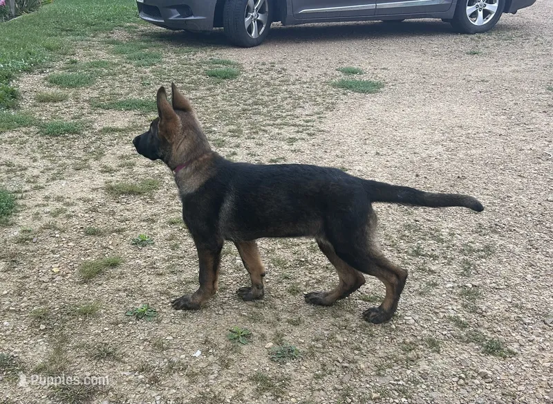 Fern – German Shepherd Dog puppy for sale in Blue River, WI