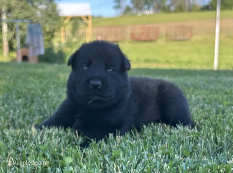 Fritz – German Shepherd Dog puppy for sale in Blue River, WI