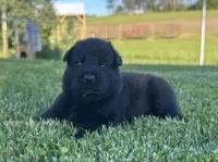 Fritz, a male German Shepherd Dog for sale in Blue River, WI – 4 of 10
