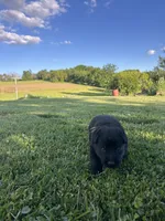 Fritz, a male German Shepherd Dog for sale in Blue River, WI – 6 of 10