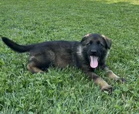 Fern, a female German Shepherd Dog for sale in Blue River, WI – 3 of 10