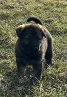 Forest , a male German Shepherd Dog for sale in Blue River, WI – 3 of 5