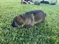 Forest , a male German Shepherd Dog for sale in Blue River, WI – 2 of 8