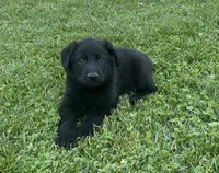 Florence, a female German Shepherd Dog for sale in Blue River, WI – 2 of 8