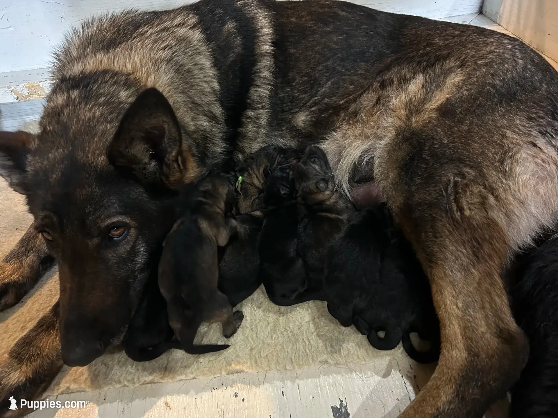 Forest , a male German Shepherd Dog for sale in Blue River, WI – 6 of 8
