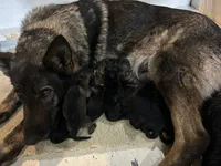 Forest , a male German Shepherd Dog for sale in Blue River, WI – 2 of 5