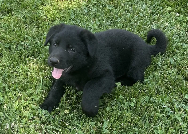 Florence – German Shepherd Dog puppy for sale in Blue River, WI