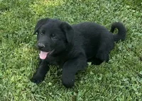 Florence, a female German Shepherd Dog for sale in Blue River, WI – 1 of 8