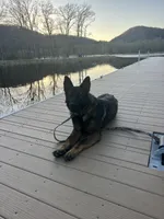 Willow/ Duke, a  German Shepherd Dog for sale in Blue River, WI – Photo 7 of 8