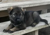 Willow/ Duke, a  German Shepherd Dog for sale in Blue River, WI – Photo 5 of 8