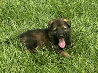 Willow/ Duke, a  German Shepherd Dog for sale in Blue River, WI – Photo 1 of 8