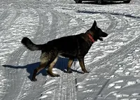 Willow/ Duke, a  German Shepherd Dog for sale in Blue River, WI – Photo 8 of 8