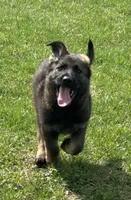 Willow/ Duke, a  German Shepherd Dog for sale in Blue River, WI – Photo 2 of 8